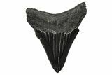 Serrated, Juvenile Megalodon Tooth - South Carolina #374233-1